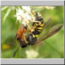 Tenthredo vespa - Blattwespe m07 frisst Athalia rosae.jpg